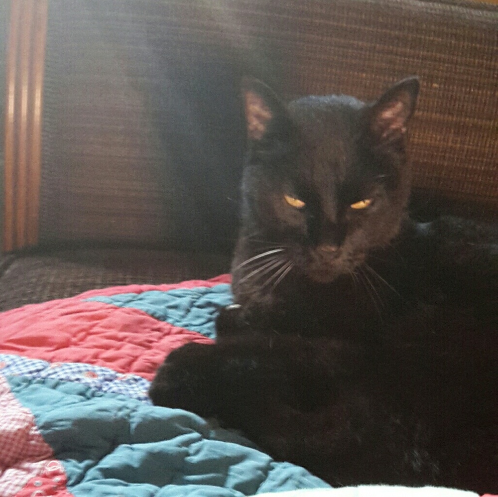 My Poshing Assistant - Cleo